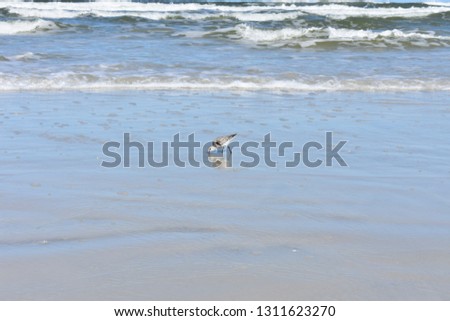 Beach bird fishing in the blue ocean surf.
