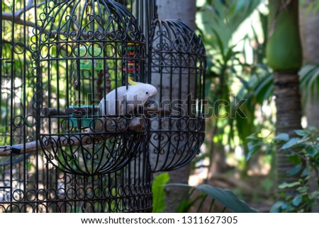 Beautiful bird inside cage looking up