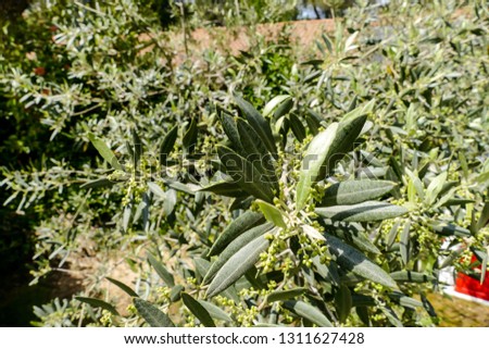 Photo Picture of Leaf Background Texture Pattern olive tree