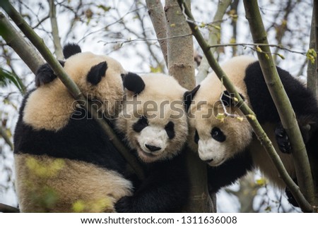 Three giant pandas, Ailuropoda melanoleuca, subadults, playing up in a tree.