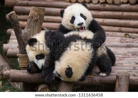 Three giant pandas, Ailuropoda melanoleuca, approximately 6-8 months old, wrestling on a wooden platform.