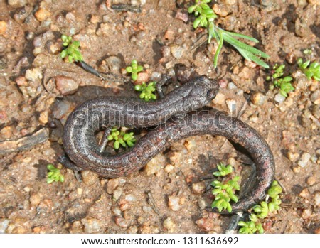 Southern California Slender Salamander Batrachoseps major  