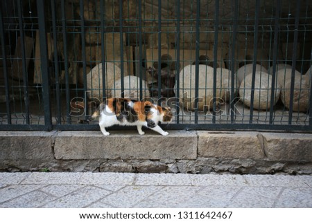 calico cat on the street in dubrovnik