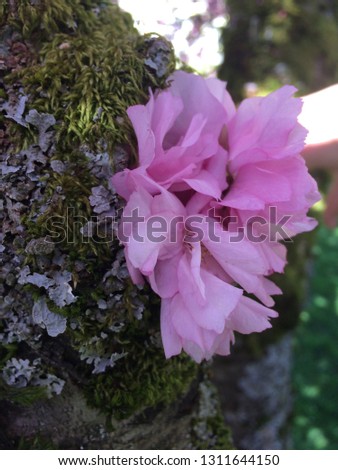 Focused picture of pink cherry blossoms on a tree branch outside on a sunny day