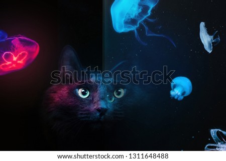 the cat is watching jellyfish
