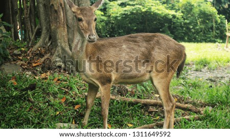 A child deer see me when i am get a picture