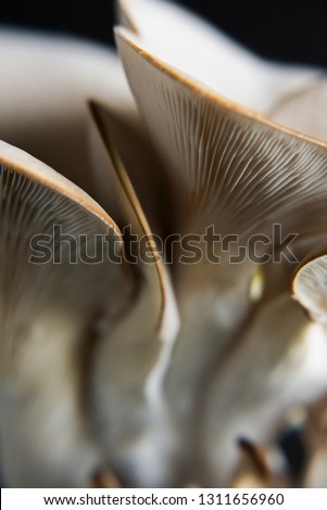 Oyster Mushroom on a dark background,  close up, macro oyster mushroom, macro mushroom, abstract food