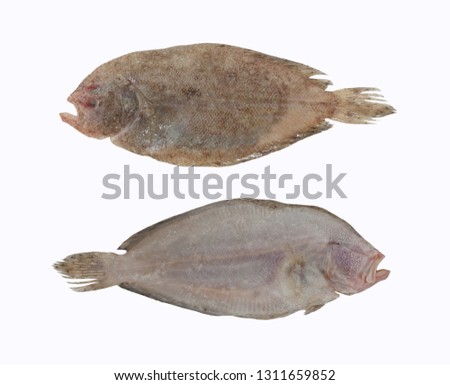 Fresh Psettodes erumei fish isolated on white background and have clipping paths.