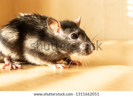 Rat rodent fur pest Royalty-Free Stock Photo #1311662051