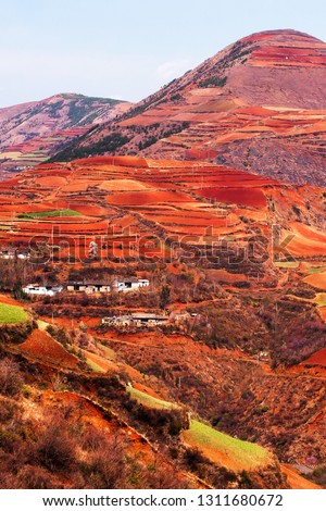 Stunning scenery landscape of wheat terraces and ancient village on the high mountains, fantastic view of the Red Land of Dongchuan, China, bright sunrise shines on the terracing and snow mountains.