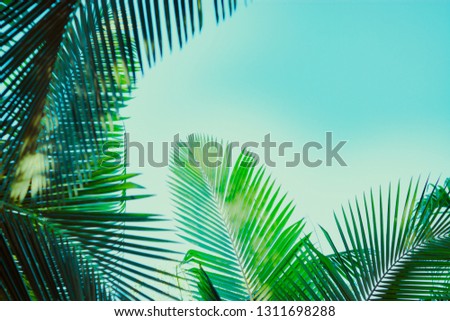 Coconut palm tree under blue sky. Vintage background. Retro toned poster.