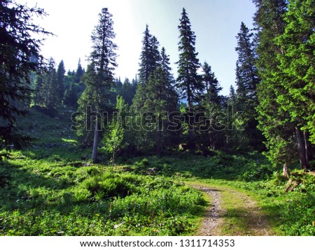 Trees and evergreen forests on the slopes between the Alvier mountain and Seeztal valley - Canton of St. Gallen, Switzerland