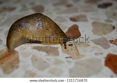 snail without shell captured on building hole during the night nature