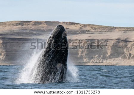 Southern right whale breaching in the Nuevo Gulf, Valdes Peninsula, Argentina.