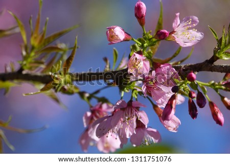 pink dalat sakura flowers blossom