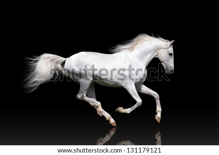 White horse runs gallop on a black background Royalty-Free Stock Photo #131179121