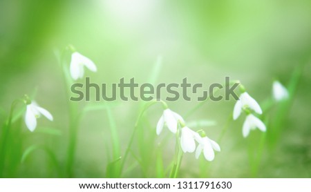 Beautiful Wide Angle Nature Spring Background. First spring flowers. Nature scene with blooming White snowdrops flowers growing in meadow, macro. Panoramic Wallpaper or Web Banner With Copy Space