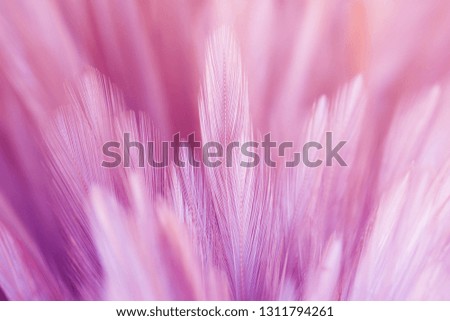Pastel chicken feathers in soft and blur style for background
