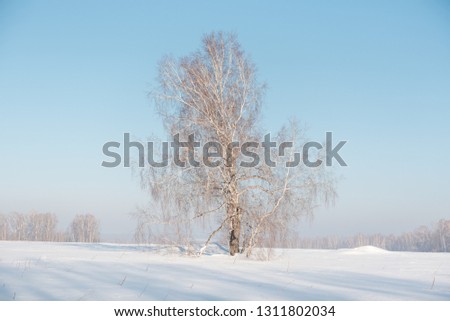 Birch forest in winter. Birch in the snow. Winter forest. Siberian forest. Birch