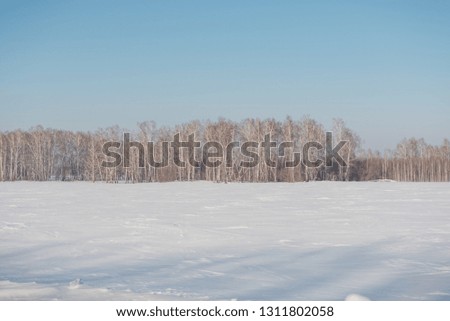 Birch forest in winter. Birch in the snow. Winter forest. Siberian forest. Birch
