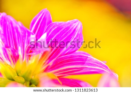 the petal of pink flower for love background