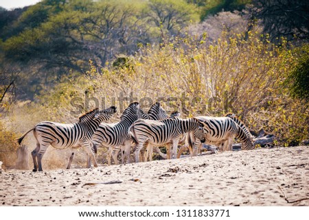 Zebras standing in front of a bush in the evening sun, Makgadikgadi Pans National Park, Botswana