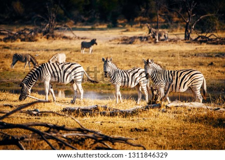 Group of zebras at sunset, Makgadikgadi Pans National Park, Botswana