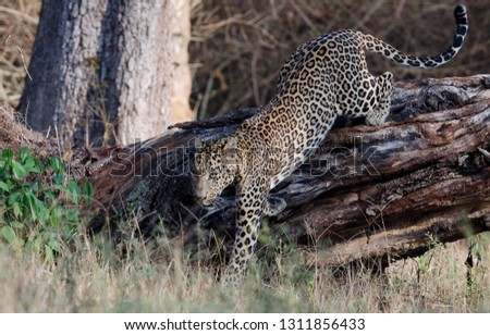 The Indian Leopard