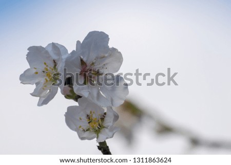 Blossoming Almond tree in spring blue sky