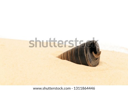
Sea shell on sand on an isolated background