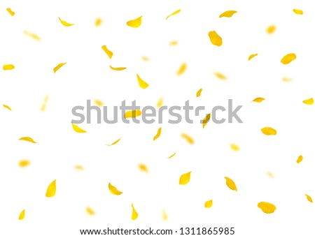Valentine's day background or cards made of rose petals. In the background are blurred rose petals. Isolated white background