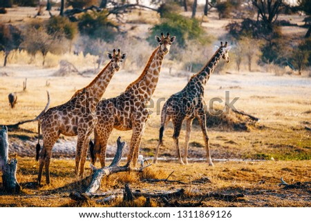 Three giraffes walking through the valley, Makgadikgadi Pans National Park, Botswana Royalty-Free Stock Photo #1311869126