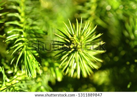 Branch Tip of Bright Green Norfolk Pine Close Up Abstract