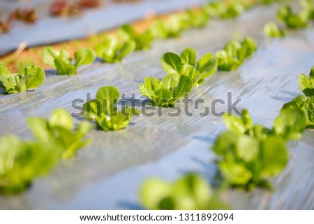 Hydroponic Vegetable, Salad hydroponic , young and fresh vegetable green color in hydroponic farm for health market.