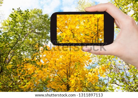 travel concept - tourist photographs of lush yellow foliage of maple tree in forest on sunny october day on smartphone in Moscow, Russia