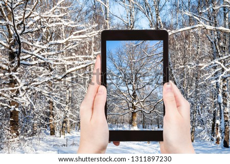 travel concept - tourist photographs of snow-covered oak tree in city park in sunny winter day on smartphone in Moscow, Russia