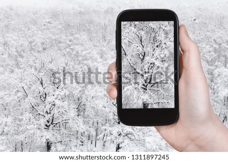 travel concept - tourist photographs of snow-covered oak tree in snowfall in forest in winter on smartphone in Moscow, Russia