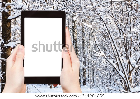travel concept - tourist photographs of snow-covered birch and pine trees in city park in winter in Moscow city on smartphone with empty cutout screen with blank place for advertising
