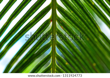 Green leaf texture leaves background