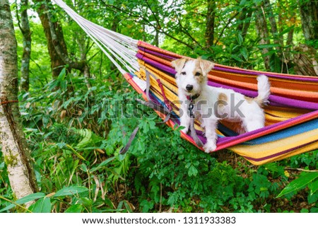 Jack Russell Terrier in the hammock at the campsite.