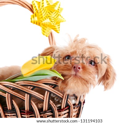 Decorative doggie in a basket. Puppy as a gift. Dog and flowers. Shaggy small doggie. Decorative thoroughbred dog. Puppy of the Petersburg orchid.