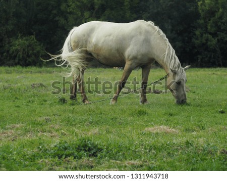 White horse on the pasture