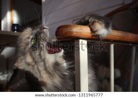 beautiful fluffy grey cat with green eyes sits in a chair, cloes up