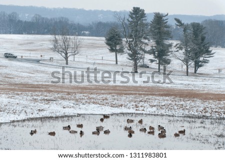 Green-headed ducks are seen in pond surrounded by snow covered grassland