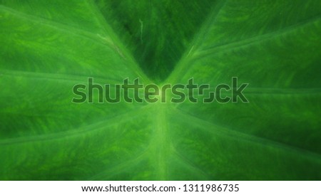 the green nature wallpaper