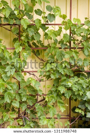 Grape plants as decorative elements in home garden in northern europe countries. Climbing plants on dark brown wooden base on yellow wooden country house walls.