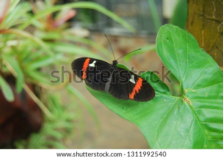 Butterfly in Butterfly Park in Icod de los Vinos, Tenerife, Canary Islands, Spain, Europe
