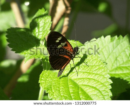 Butterfly resting on leaf on a sunny day.