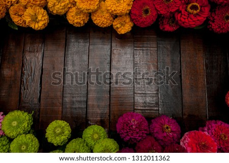 Colorful Zinnia flowers are bright, crisp, free space with wooden background.with copy space 