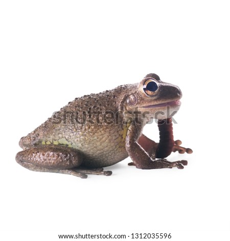 Cuban Treefrog (Osteopilus septentrionalis) eats an earthworm and he sticks out of her mouth. Profile picture. Isolated on white background